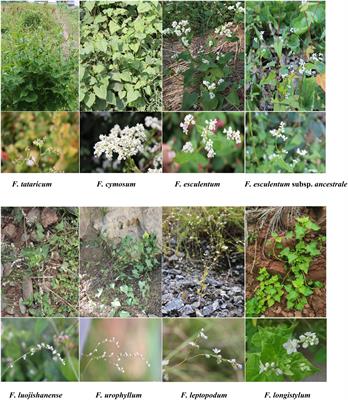 The Complete Chloroplast Genome Sequences of Eight Fagopyrum Species: Insights Into Genome Evolution and Phylogenetic Relationships